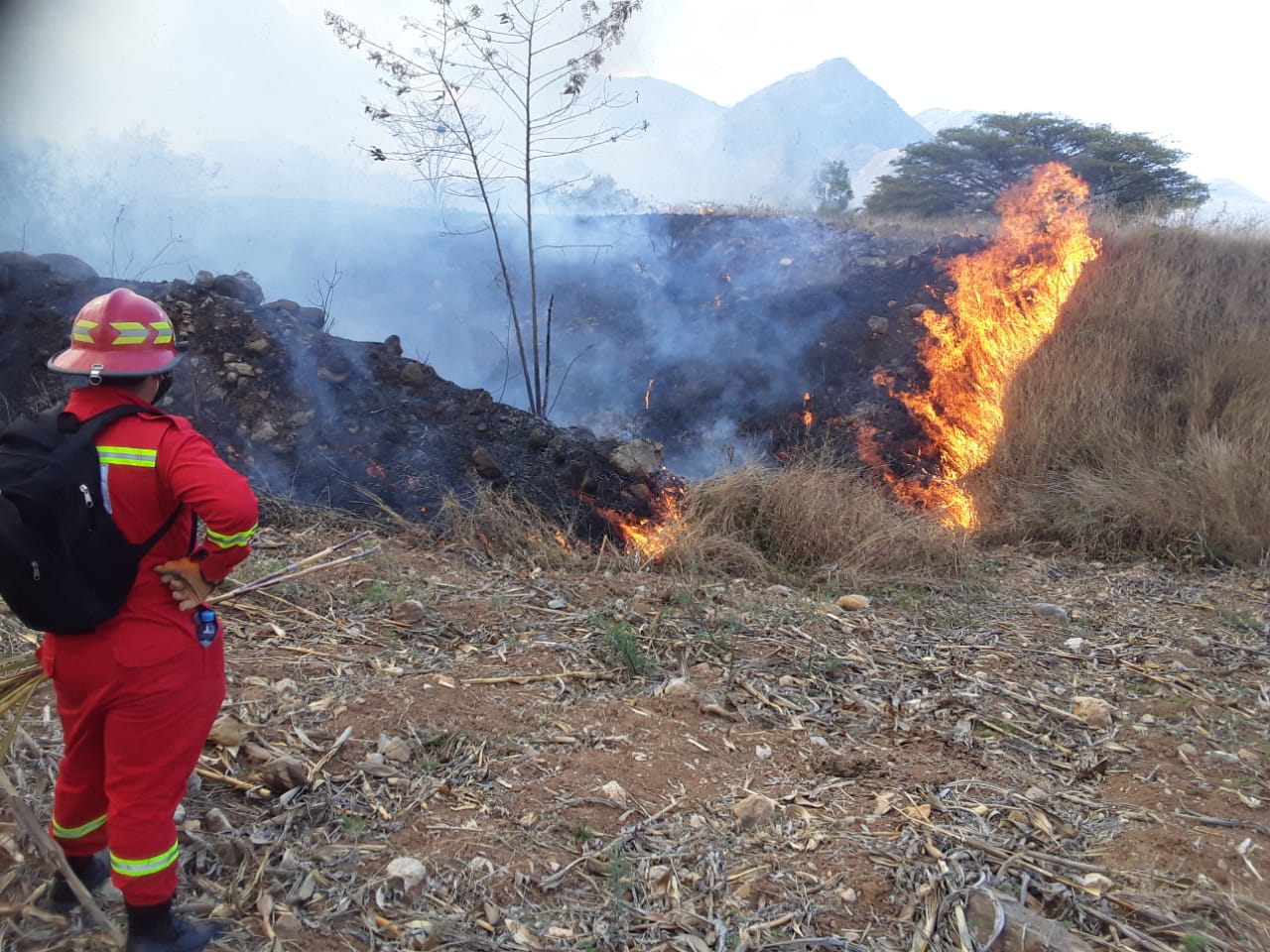 Cajamarca incendios forestales arrasaron 700 hectáreas de plantaciones