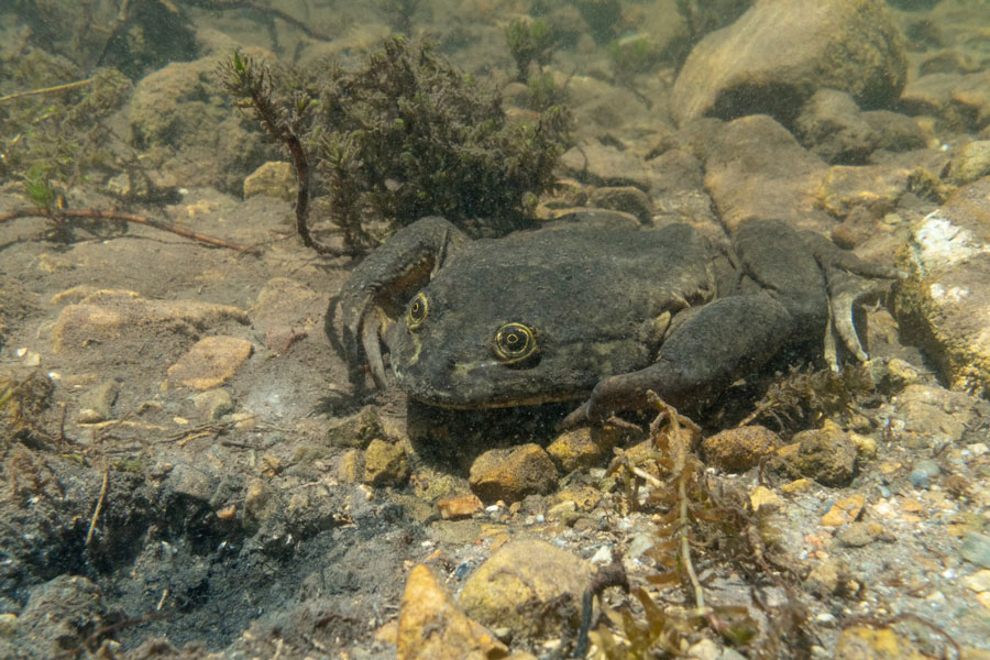 Conoce cuatro proyectos para salvar de la extinción a la rana gigante