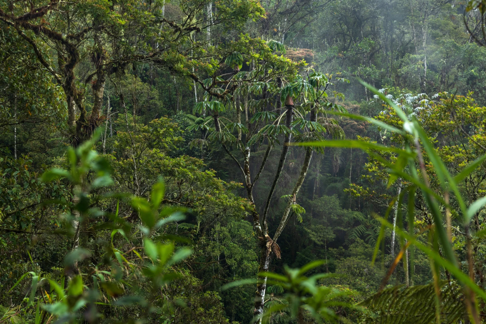 Chontabamba Huancabamba