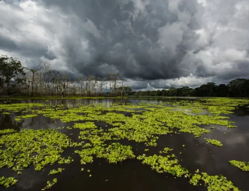 Macrorregión Oriente se compromete a fortalecer las áreas de conservación