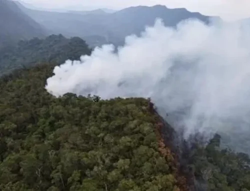 Controlan incendio forestal en el ACR Cordillera Escalera: 40 hectáreas fueron afectadas