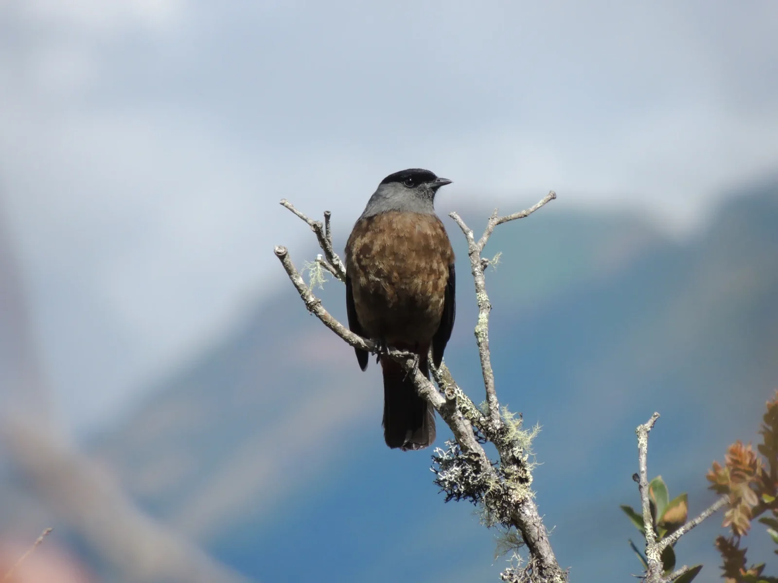cotinga-de-subacaudales-bayas-doliornis-sclateri-nicolas-mamani-naturaleza-y-cultura-internacional