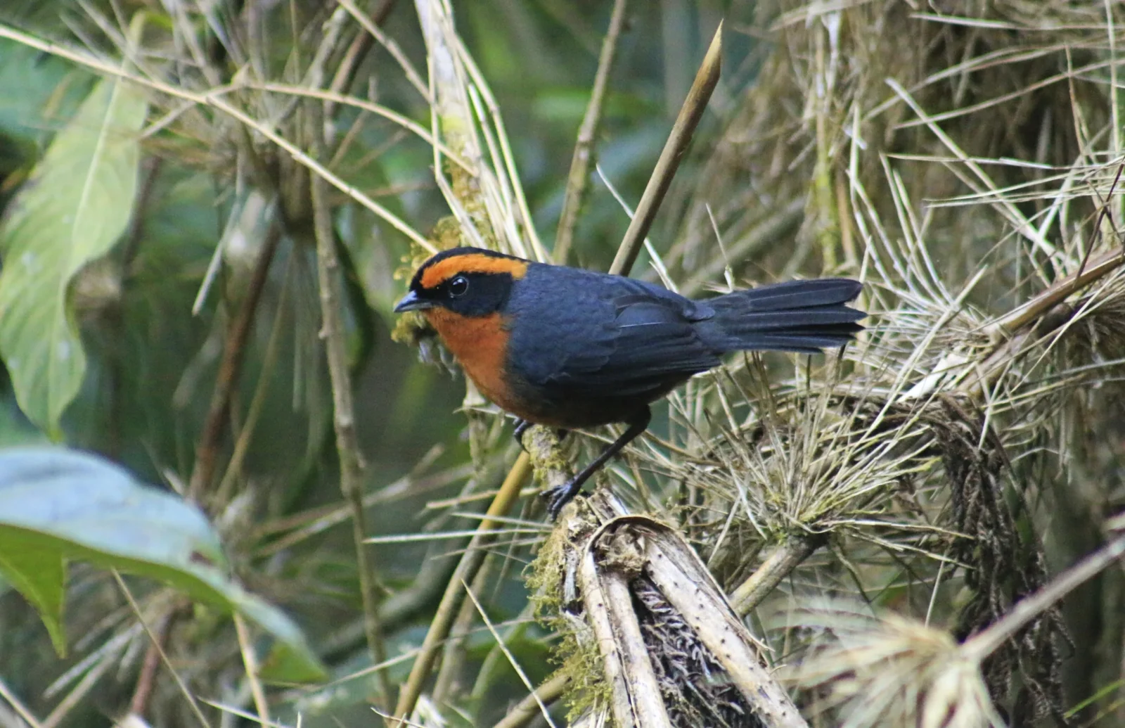 hemispingo-de-ceja-rufa-poospiza-rufosuperciliaris-wilmer-ortiz-herrera-naturaleza-y-cultura-internacional
