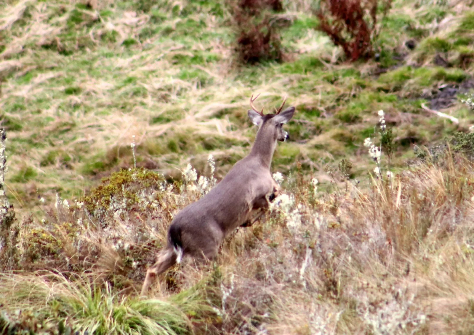 odocoileus-virginianus-venado-de-cola-blanca-pacr-yanajanca-naturaleza-y-cultura-internacional