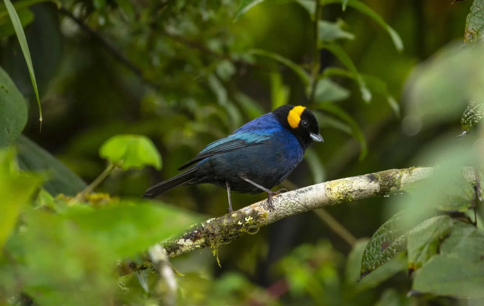 tangara-de-bufanda-amarilla-iridosornis-reinhardti-wilmer-ortiz-herrera-naturaleza-y-cultura-internacional