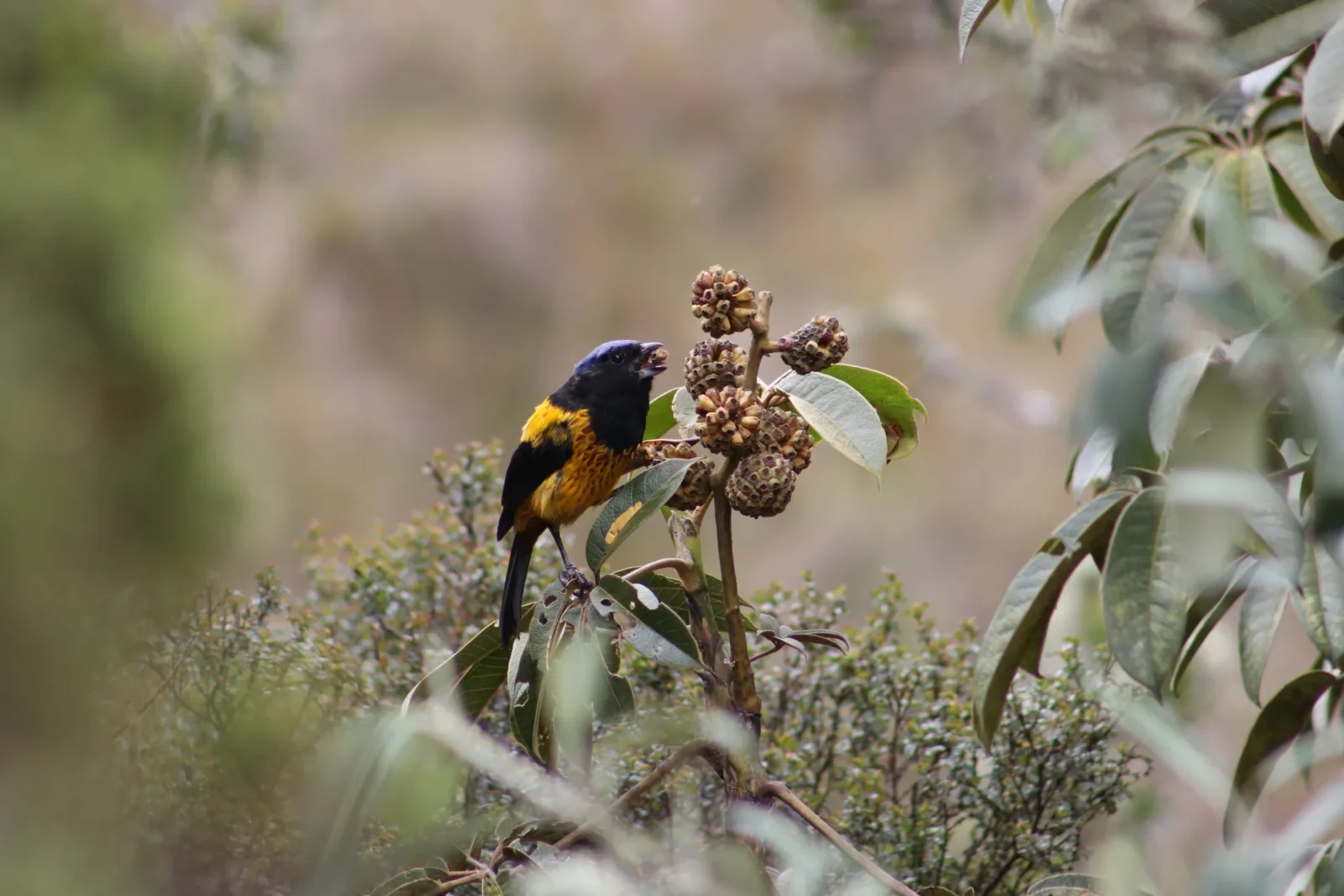 tangara-de-montana-de-dorso-dorado-cnemathraupis-aureodorsalis-naturaleza-y-cultura-internacional