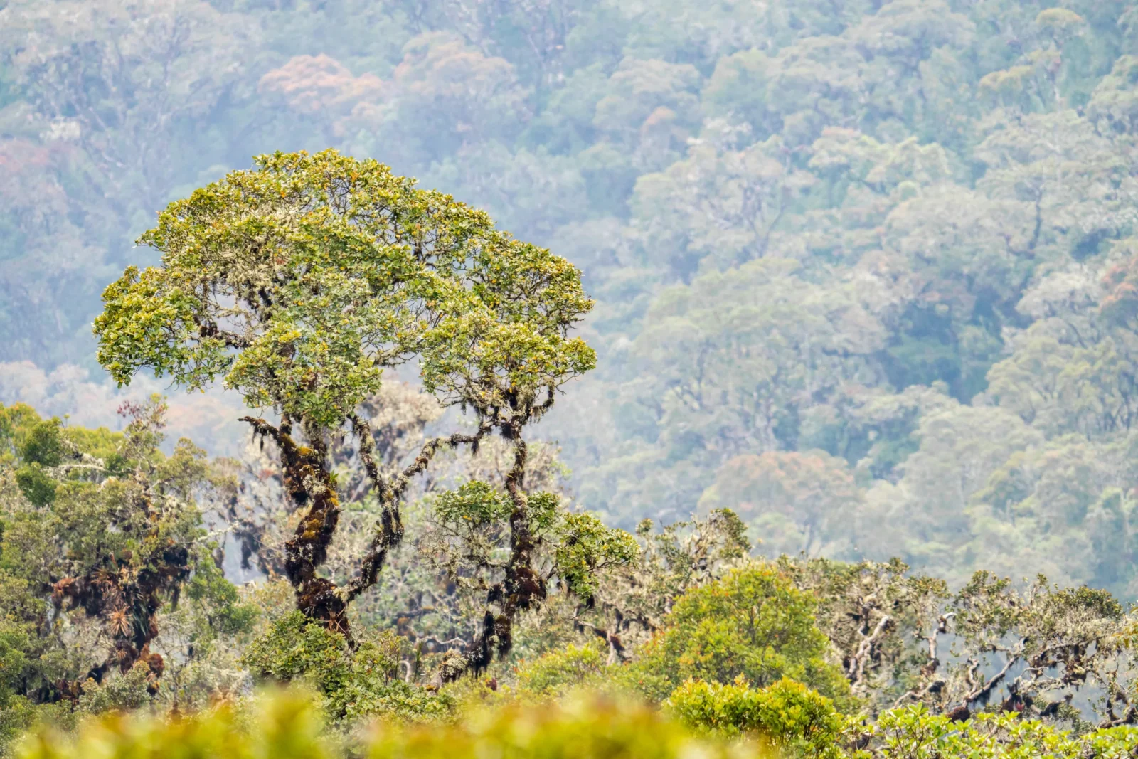 yunga-altimontano-huayancha-002