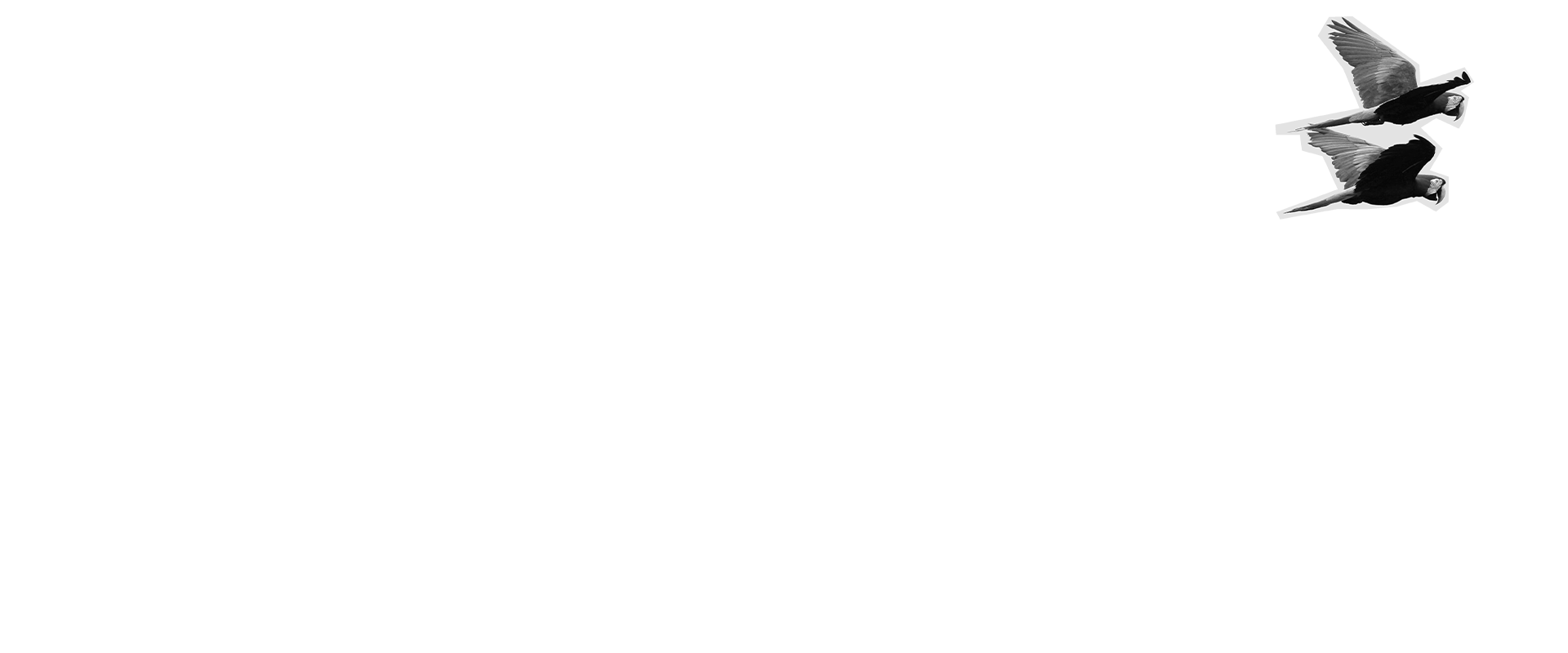 portada-guacamayos