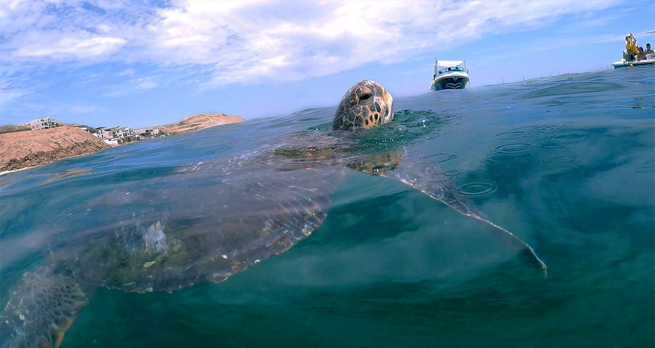 Tortugas Marinas Cual Es La Situacion De Estas Especies Que Habitan En El Litoral Peruano