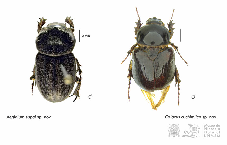 Descubren Dos Especies Nuevas De Escarabajos En Las Regiones Pasco Y Lima