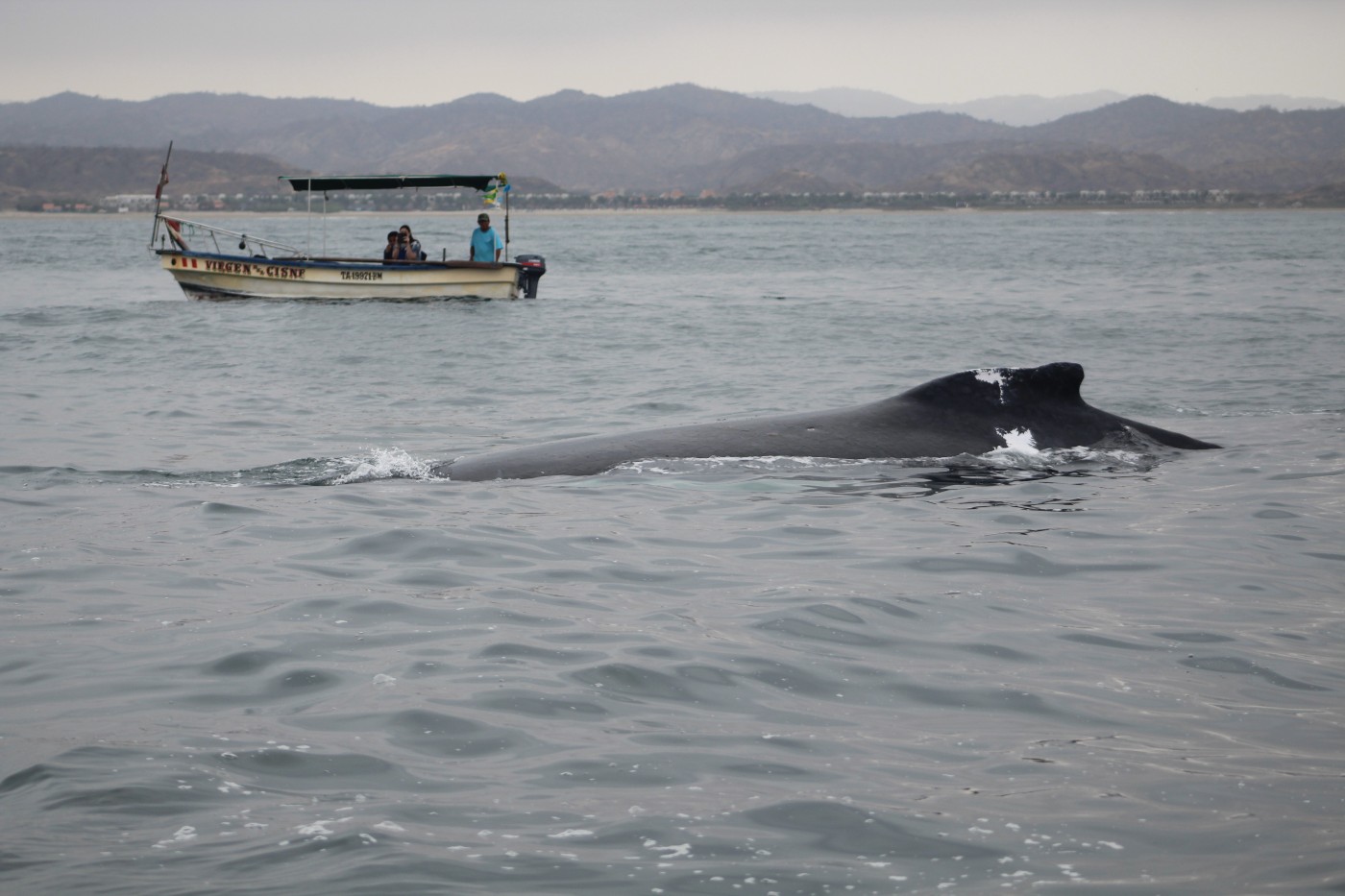 Avistamiento responsable de ballenas