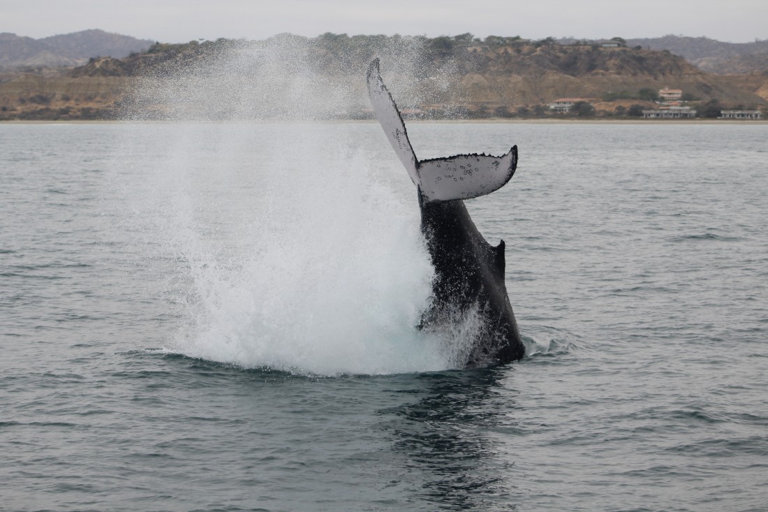 Ballena jorobada nadando