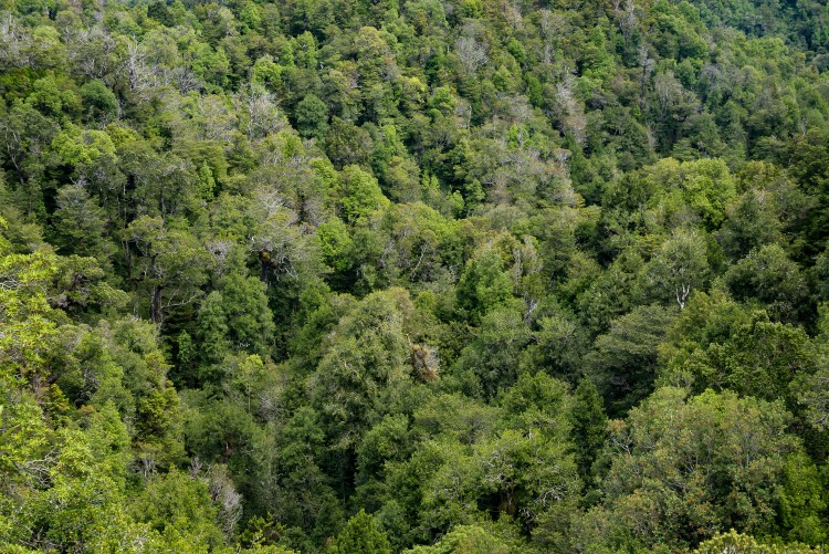 Bosque valdiviano chileno